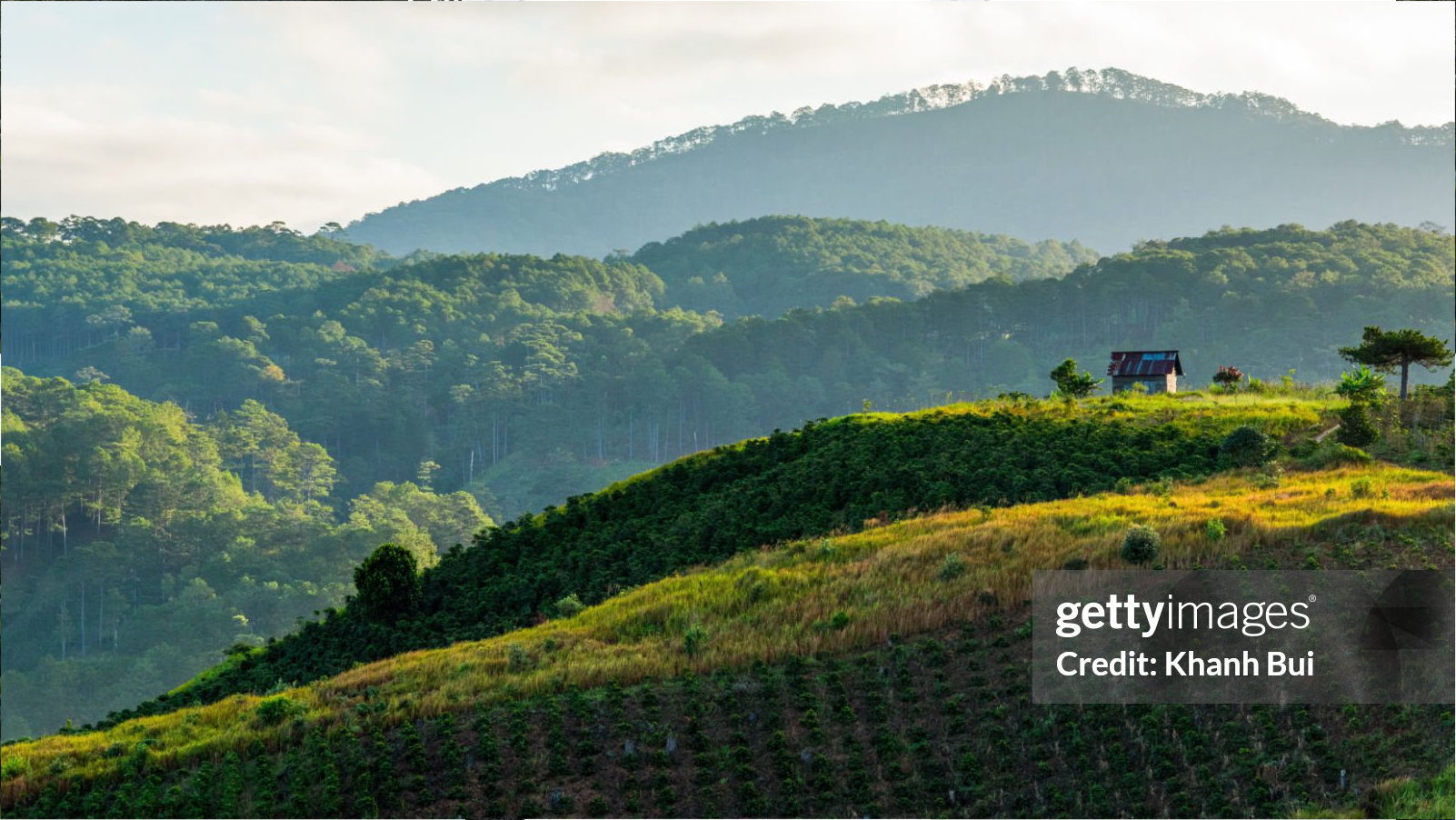 Honduras coffee farm - Farm to Cup story